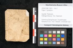 Foto (Objekt + Etikett) von Fagus sylvatica ? L. (NHMW-GEO-2024-0188-11603)